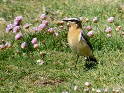 Photographed at Lihou Island [LIH]. on 27/4/2022. Photo: &copy; Wayne Turner