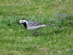 Photographed at Lihou Island [LIH]. on 27/4/2022. Photo: &copy; Wayne Turner