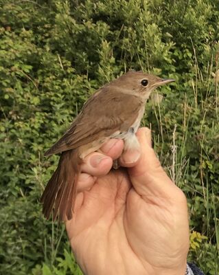 Photographed at Select location. on 1/5/2022. Photo: &copy; Julie Davis