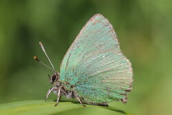 Photographed at Grands Marais/Pre [PRE]. on 7/5/2022. Photo: &copy; Guy O’Regan