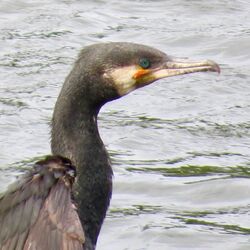 Photographed at Reservoir [RES]. on 14/5/2022. Photo: &copy; Wayne Turner