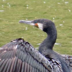 Photographed at Reservoir [RES]. on 15/5/2022. Photo: &copy; Wayne Turner