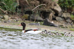 Photographed at Pulias. on 22/5/2022. Photo: &copy; Guy O’Regan