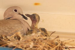Photographed at Sark. on 28/5/2022. Photo: &copy; Guy O’Regan