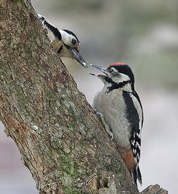 Photographed at St Peter Port [SPP]. on 4/6/2022. Photo: &copy; Mike Cunningham