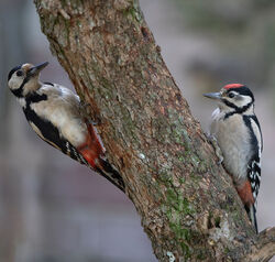 Photographed at St Peter Port [SPP]. on 4/6/2022. Photo: &copy; Mike Cunningham