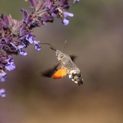 . Photo: &copy; Guy O’Regan