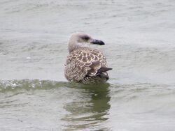 Photographed at Perelle [PER]. on 2/7/2022. Photo: &copy; Wayne Turner