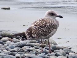 Photographed at Perelle [PER]. on 6/7/2022. Photo: &copy; Wayne Turner