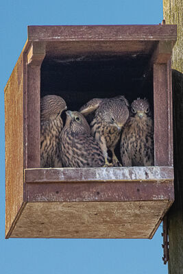 Photographed at Jaonneuse [JAO]. on 5/7/2022. Photo: &copy; Rod Ferbrache