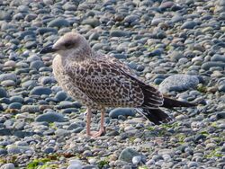 Photographed at Perelle [PER]. on 8/7/2022. Photo: &copy; Wayne Turner