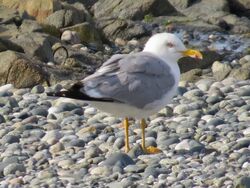Photographed at Perelle [PER]. on 16/7/2022. Photo: &copy; Wayne Turner