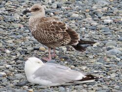 Photographed at Perelle [PER]. on 20/7/2022. Photo: &copy; Wayne Turner