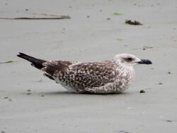 Photographed at Perelle [PER]. on 21/7/2022. Photo: &copy; Wayne Turner