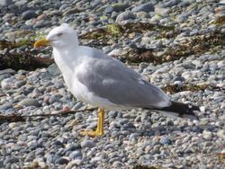 Photographed at Perelle [PER]. on 23/7/2022. Photo: &copy; Wayne Turner