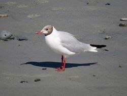 Photographed at Perelle [PER]. on 24/7/2022. Photo: &copy; Wayne Turner