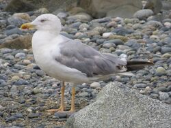 Photographed at Perelle [PER]. on 2/8/2022. Photo: &copy; Wayne Turner