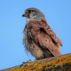 Photographed at Vazon [VAZ]. on 28/7/2022. Photo: &copy; Richard Guilbert