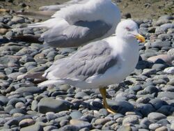 Photographed at Perelle [PER]. on 11/8/2022. Photo: &copy; Wayne Turner