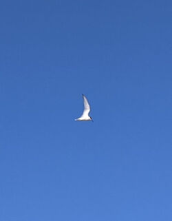 Photographed at Port Soif [SOI]. on 12/8/2022. Photo: &copy; Marianne Down