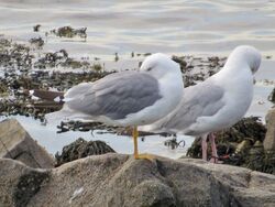 Photographed at Perelle [PER]. on 13/8/2022. Photo: &copy; Wayne Turner