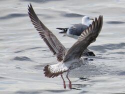 Photographed at Perelle [PER]. on 13/8/2022. Photo: &copy; Wayne Turner