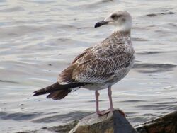 Photographed at Perelle [PER]. on 13/8/2022. Photo: &copy; Wayne Turner