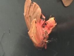 Photographed at St Martin (Parish). on 16/8/2022. Photo: &copy; Guy O’Regan