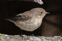Photographed at Fort Hommet [HOM]. on 18/8/2022. Photo: &copy; Rod Ferbrache