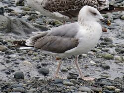 Photographed at Perelle [PER]. on 18/8/2022. Photo: &copy; Wayne Turner