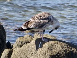 Photographed at Fort Grey [FO2]. on 11/8/2022. Photo: &copy; Wayne Turner