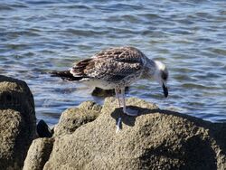 Photographed at Fort Grey [FO2]. on 11/8/2022. Photo: &copy; Wayne Turner