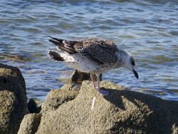 Photographed at Fort Grey [FO2]. on 11/8/2022. Photo: &copy; Wayne Turner