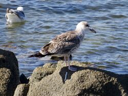 Photographed at Fort Grey [FO2]. on 11/8/2022. Photo: &copy; Wayne Turner