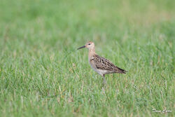 Photographed at Pleinmont [PLE]. on 2/9/2022. Photo: &copy; Dave Carre