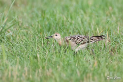 Photographed at Pleinmont [PLE]. on 2/9/2022. Photo: &copy; Dave Carre