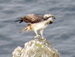 Photographed at Pleinmont [PLE]. on 2/9/2022. Photo: &copy; Wayne Turner