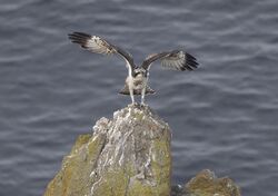 Photographed at Pleinmont [PLE]. on 2/9/2022. Photo: &copy; Mike Cunningham