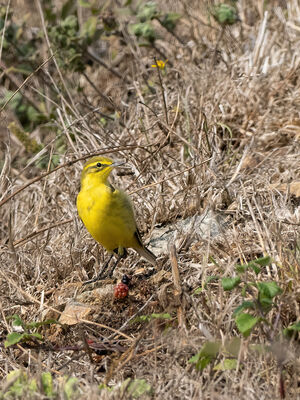Photographed at Mont Herault. on 2/9/2022. Photo: &copy; Julie Davis