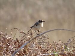 Photographed at Pleinmont [PLE]. on 7/9/2022. Photo: &copy; Wayne Turner