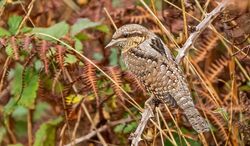 Photographed at Pleinmont [PLE]. on 7/9/2022. Photo: &copy;  Rockdweller 