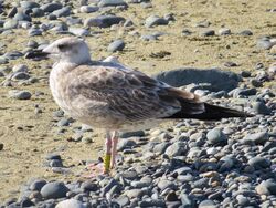 Photographed at Perelle [PER]. on 9/9/2022. Photo: &copy; Wayne Turner