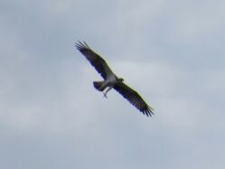 Photographed at Rocquaine [ROC]. on 12/9/2022. Photo: &copy; Wayne Turner