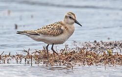 Photographed at Colin Best NR [CNR]. on 13/9/2022. Photo: &copy;  Rockdweller