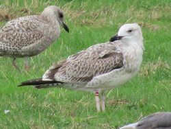 Photographed at Colin Best NR [CNR]. on 13/9/2022. Photo: &copy; Wayne Turner