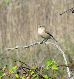 Photographed at Pleinmont [PLE]. on 17/9/2022. Photo: &copy; Mark Lawlor