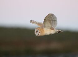 . Photo: &copy; Guy O’Regan