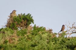 Photographed at Pleinmont [PLE]. on 22/9/2022. Photo: &copy; Wayne Turner