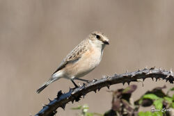 Photographed at Pleinmont [PLE]. on 17/9/2022. Photo: &copy; Dave Carre