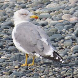 Photographed at Perelle [PER]. on 22/9/2022. Photo: &copy; Wayne Turner
